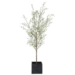 Mor Furniture Plants|Abundance Olive Tree Plant