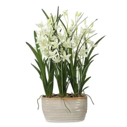 Mor Furniture Plants|Ariana Orchid Plant