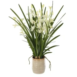 Mor Furniture Plants|Ariana Orchid Plant
