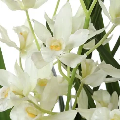 Mor Furniture Plants|Ariana Orchid Plant