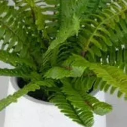 Mor Furniture Plants|Boston Fern Plant