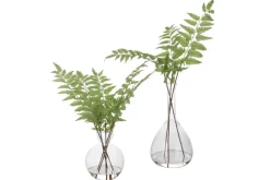 Mor Furniture Plants|Country Ferns, Set Of 2