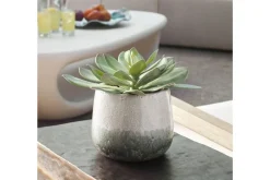 Mor Furniture Plants|Dudleya Succulent In Green
