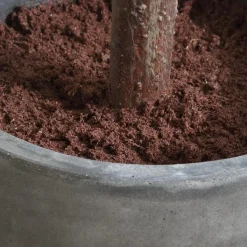 Mor Furniture Plants|Eden Fig Tree Plant