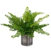 Mor Furniture Plants|Maidenhair Fern Plant
