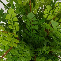 Mor Furniture Plants|Maidenhair Fern Plant