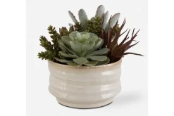 Mor Furniture Plants|Mesa Succulent