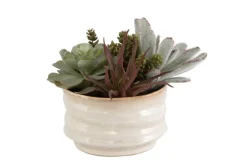 Mor Furniture Plants|Mesa Succulent