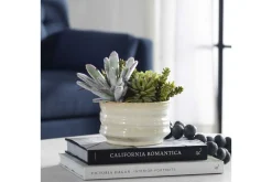 Mor Furniture Plants|Mesa Succulent