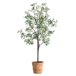 Mor Furniture Plants|Olea Olive Fruit Tree Plant