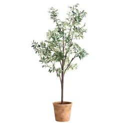 Mor Furniture Plants|Olea Olive Fruit Tree Plant