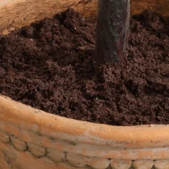 Mor Furniture Plants|Olea Olive Fruit Tree Plant