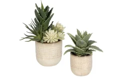 Mor Furniture Plants|Seaside Succulents, Set Of 2