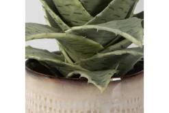 Mor Furniture Plants|Seaside Succulents, Set Of 2
