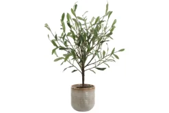 Mor Furniture Plants|Solea Olive Tree