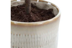 Mor Furniture Plants|Solea Olive Tree